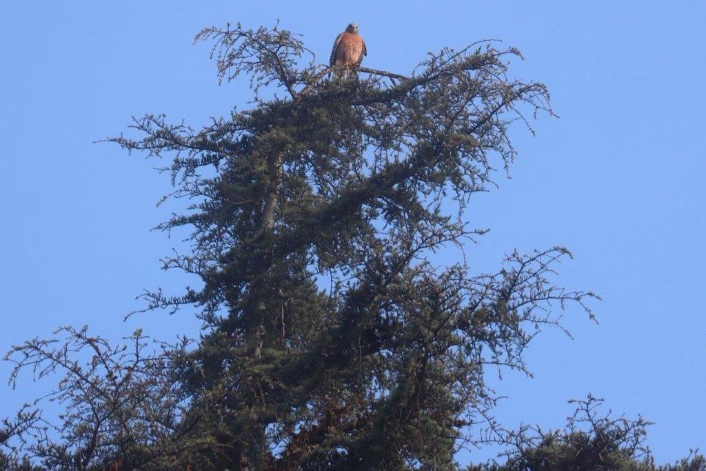 A bird perched on a tree

Description automatically generated
