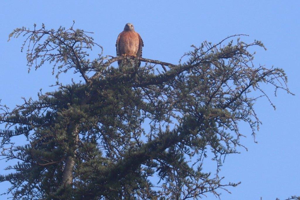 A bird perched on a tree branch

Description automatically generated