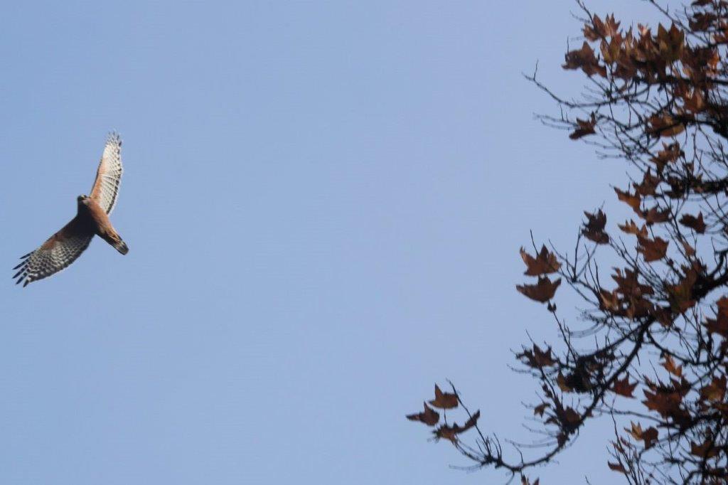 A bird on a tree branch

Description automatically generated