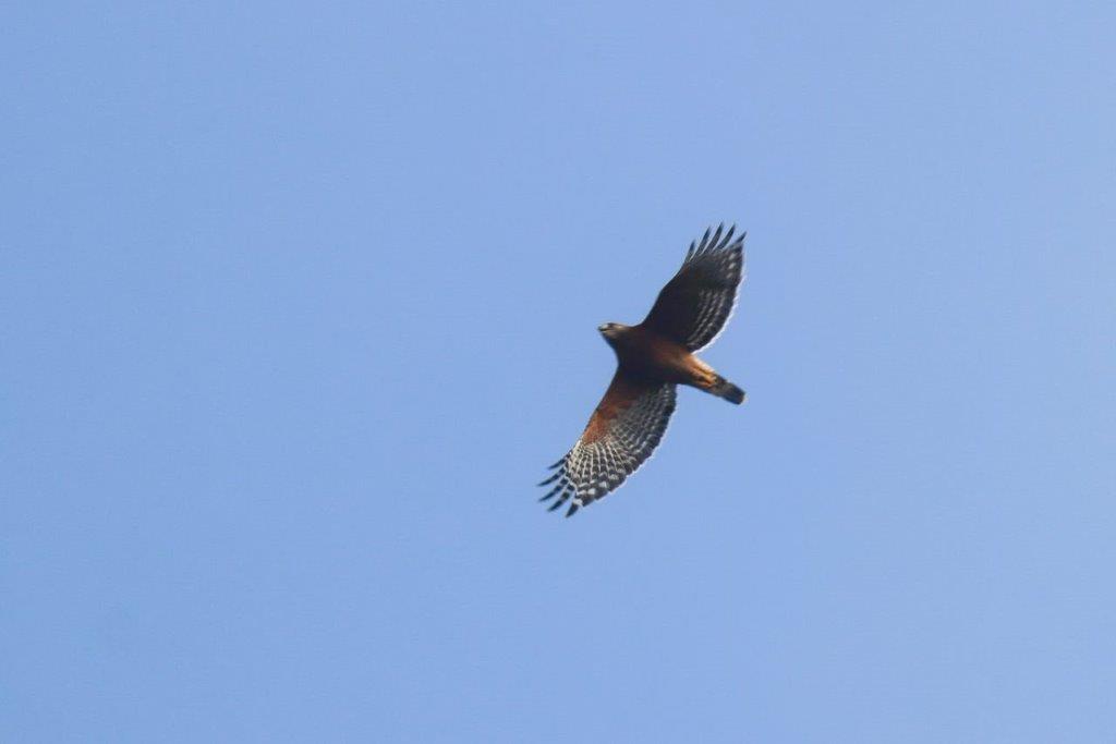 A bird flying in the sky

Description automatically generated