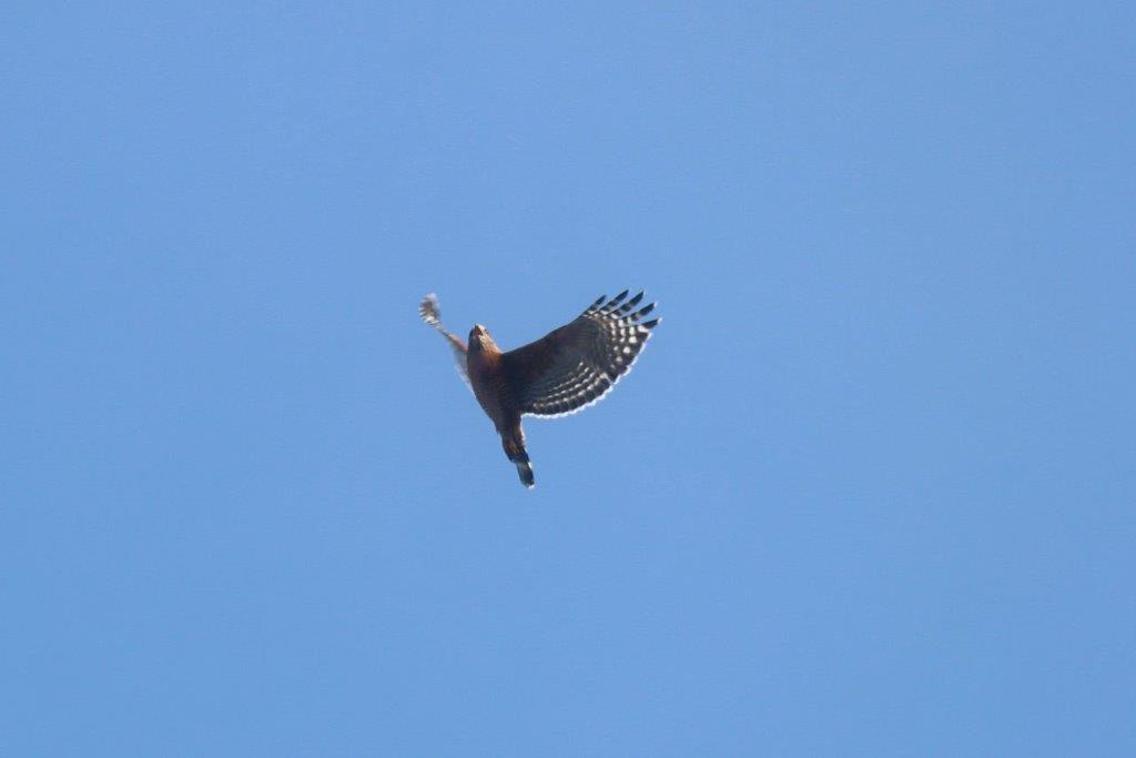 A bird flying in the sky

Description automatically generated