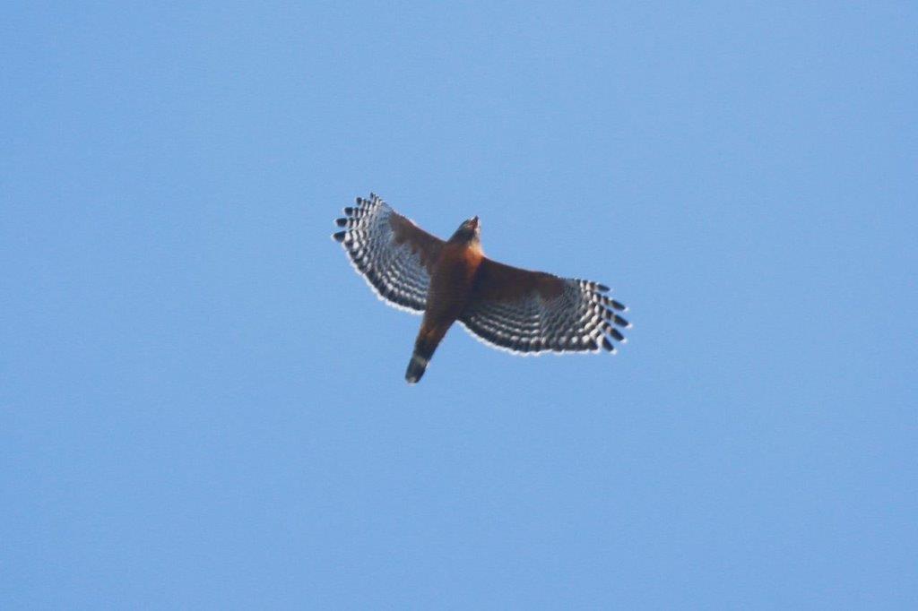 A bird flying in the sky

Description automatically generated