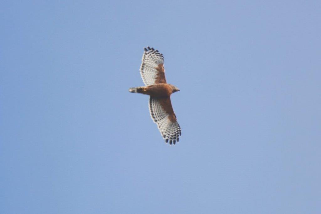 A bird flying in the sky

Description automatically generated