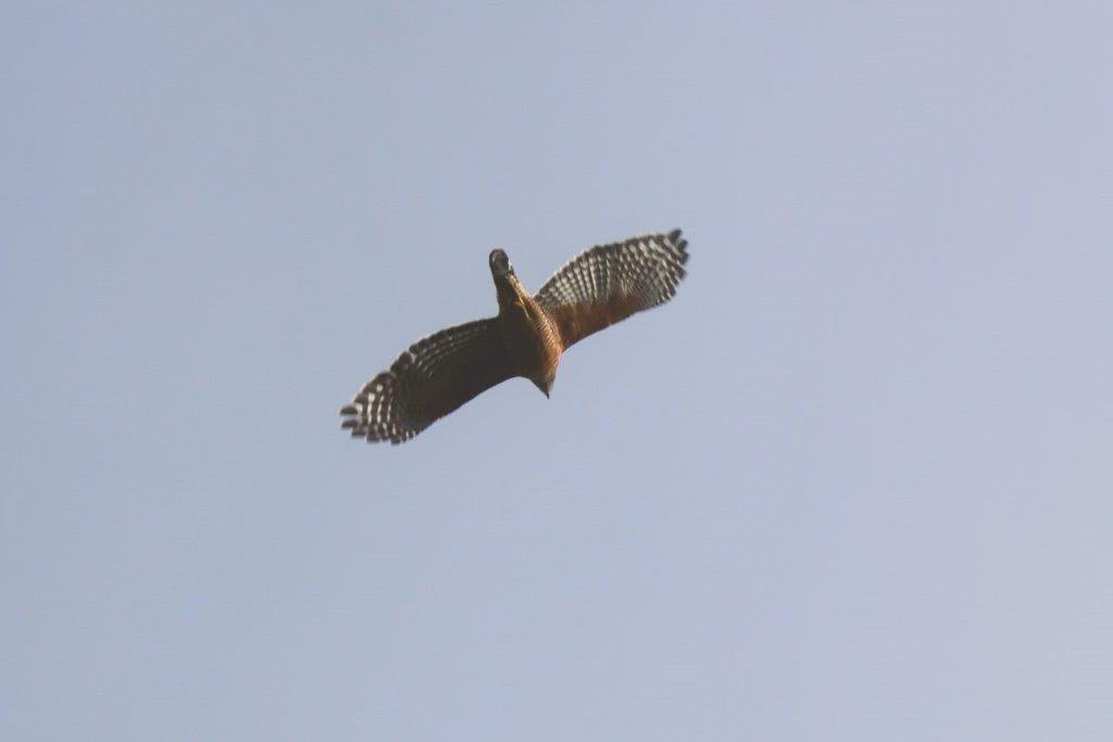A bird flying in the sky

Description automatically generated