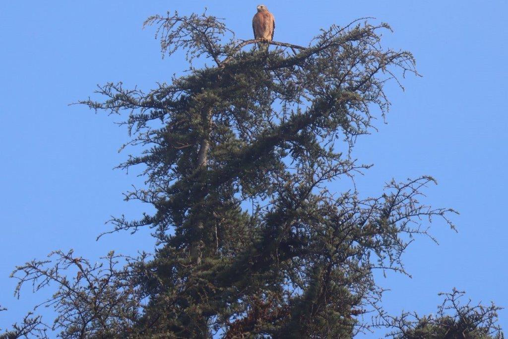 A bird perched on a tree

Description automatically generated