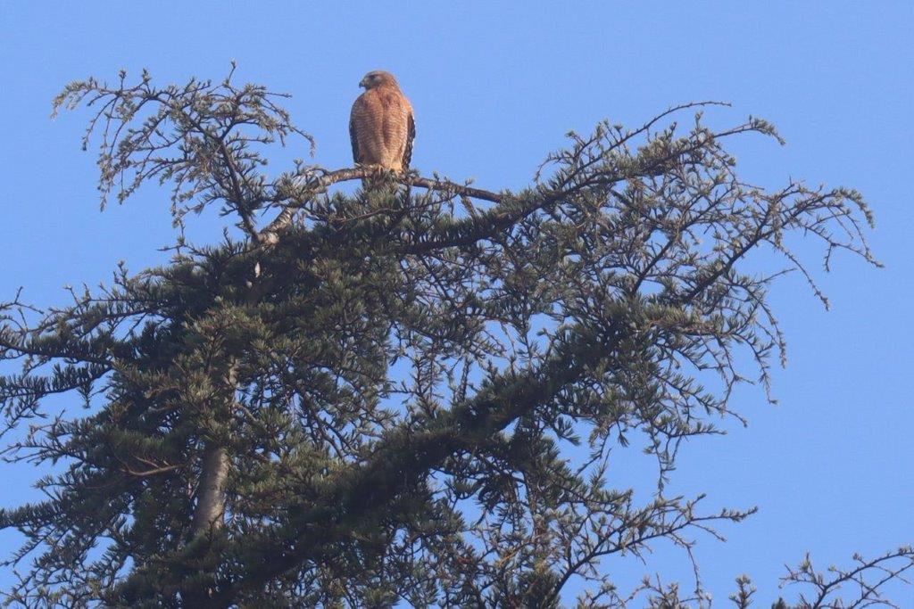 A bird perched on a tree branch

Description automatically generated