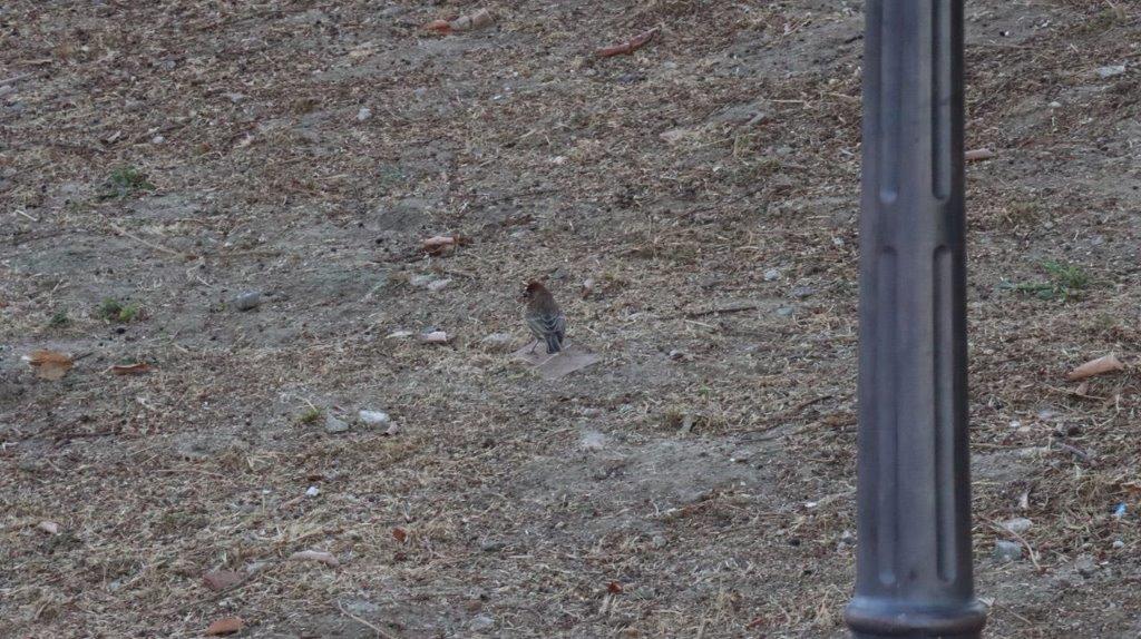 A bird standing on the ground

Description automatically generated