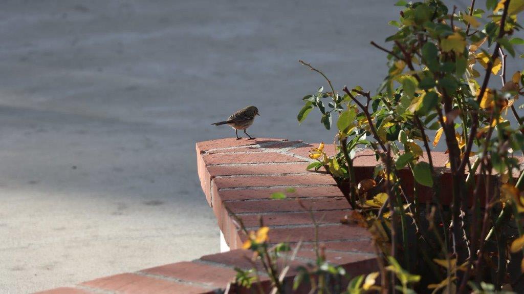 A bird standing on a brick ledge

Description automatically generated