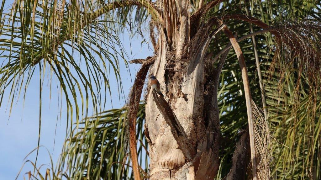 A bird on a tree

Description automatically generated
