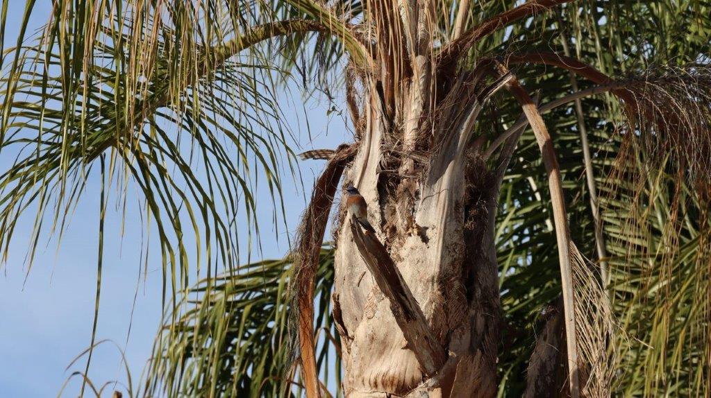 A bird on a tree

Description automatically generated