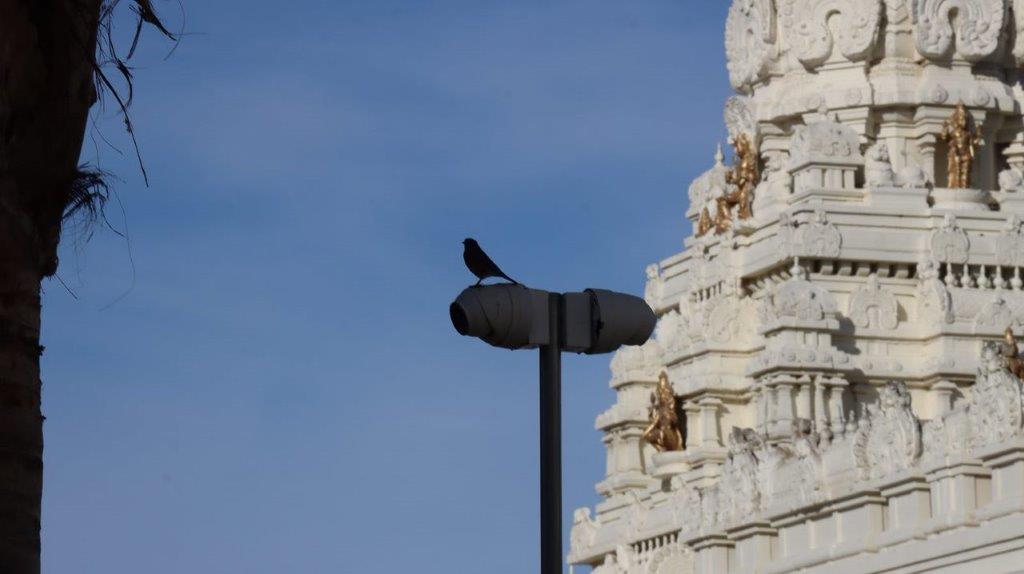 A bird on a pole

Description automatically generated