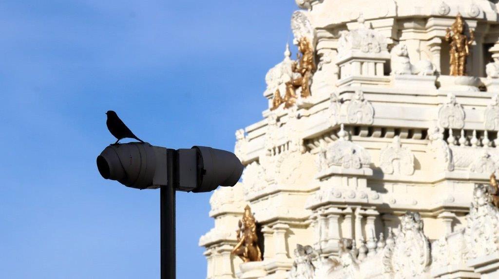 A bird perched on a pole

Description automatically generated