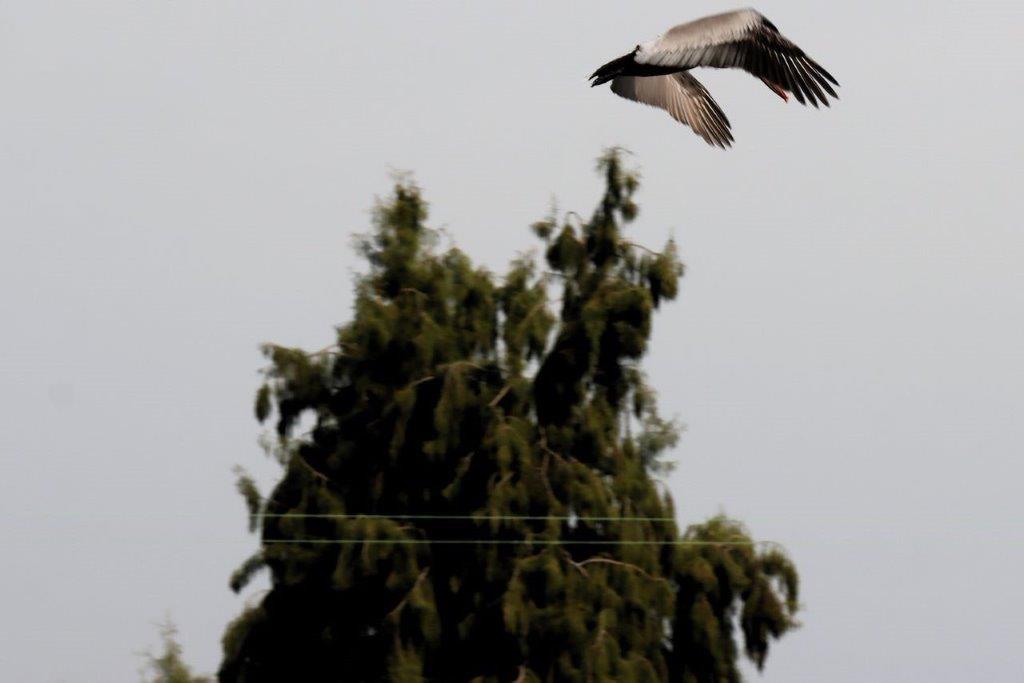 A bird flying over a tree

Description automatically generated