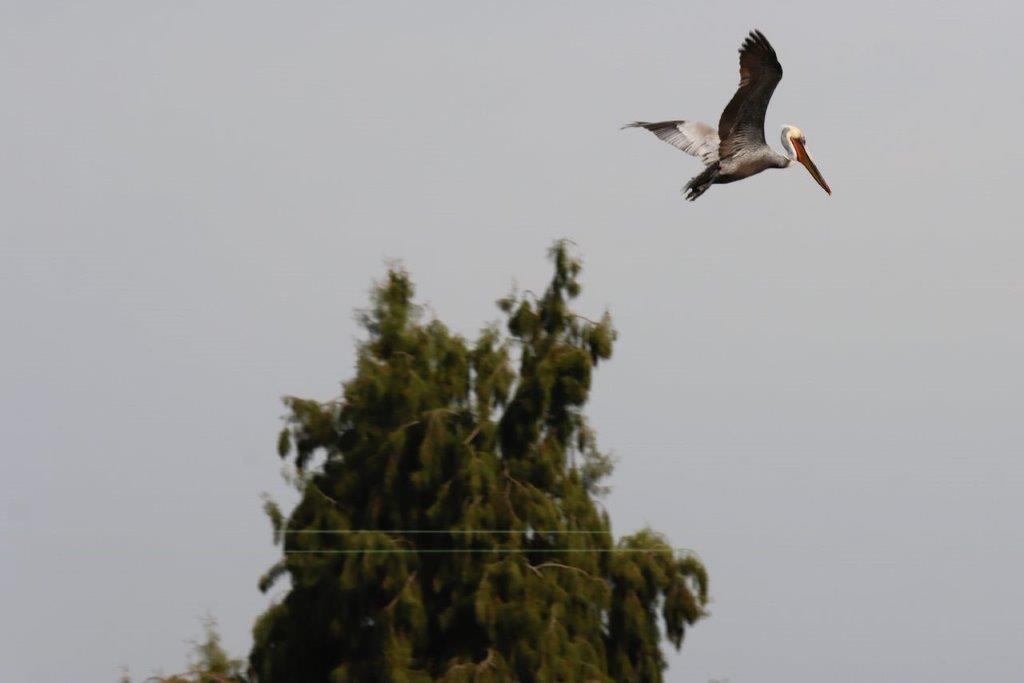 A bird flying in the sky

Description automatically generated