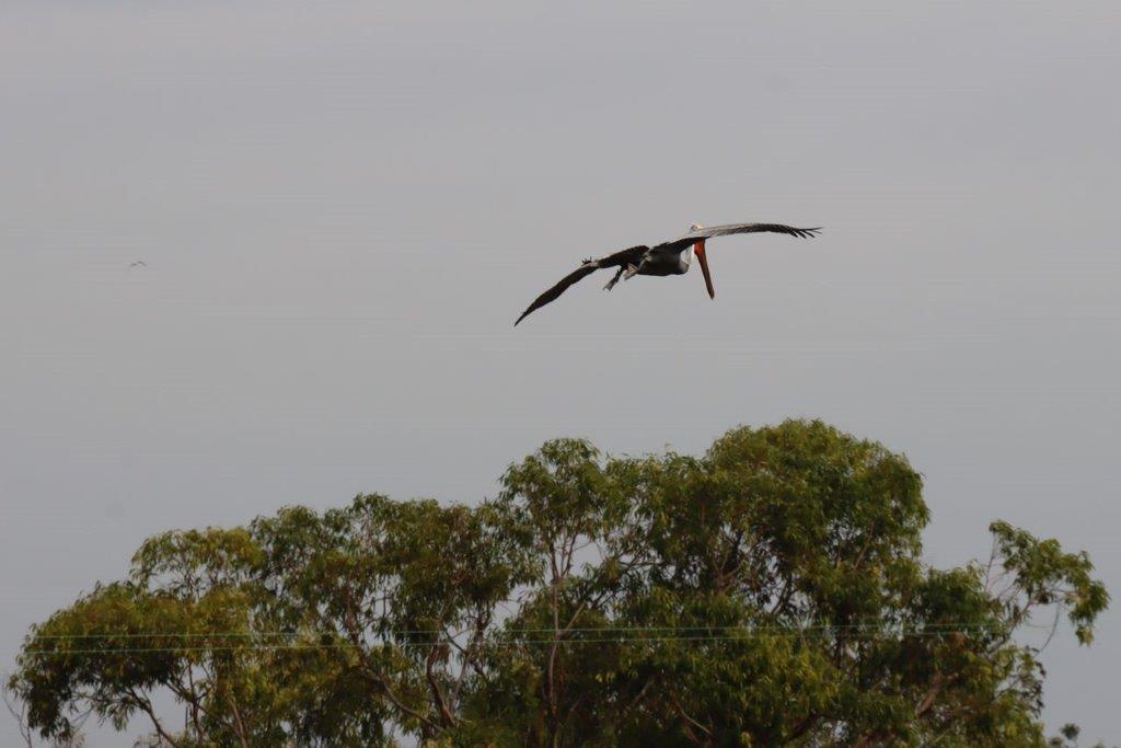 A bird flying over trees

Description automatically generated