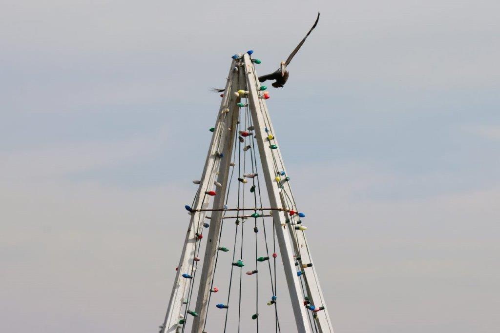 A bird flying over a climbing frame

Description automatically generated
