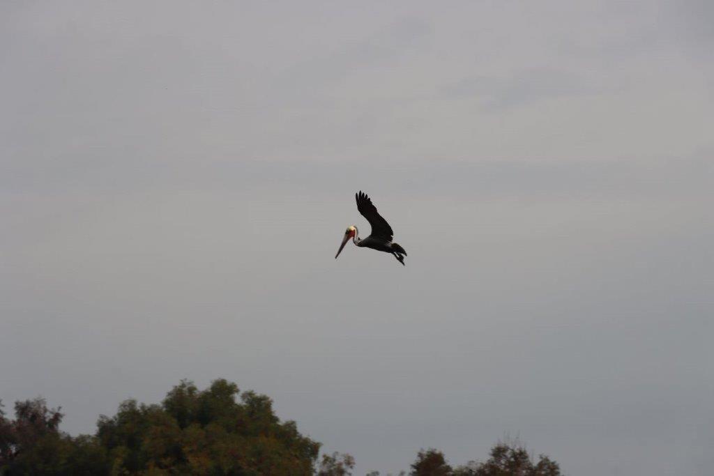 A bird flying in the sky

Description automatically generated