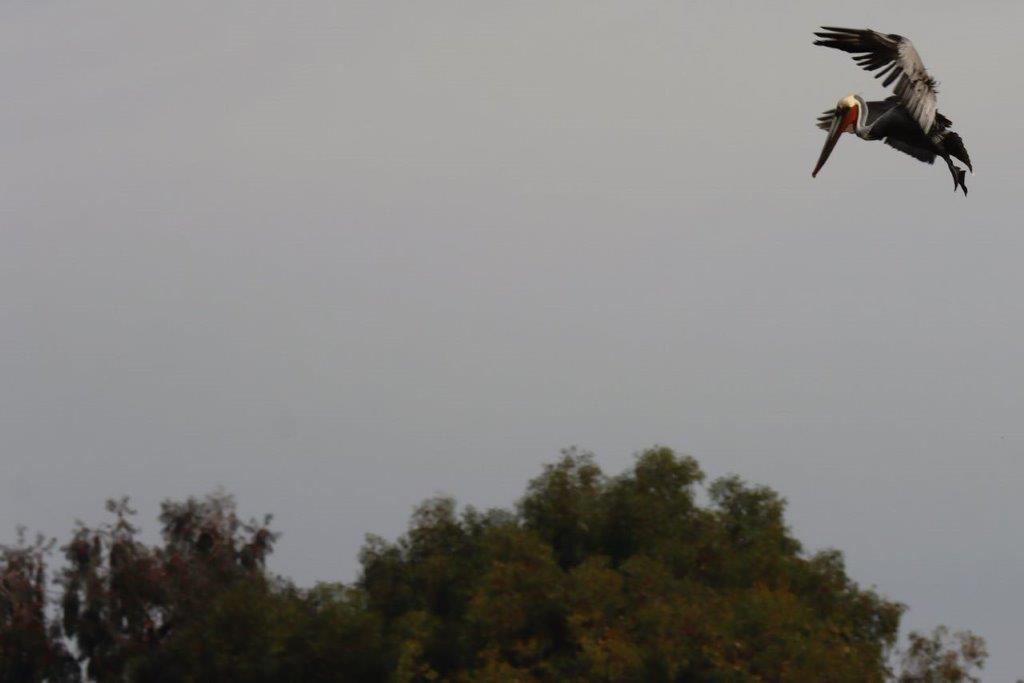A bird flying over a tree

Description automatically generated