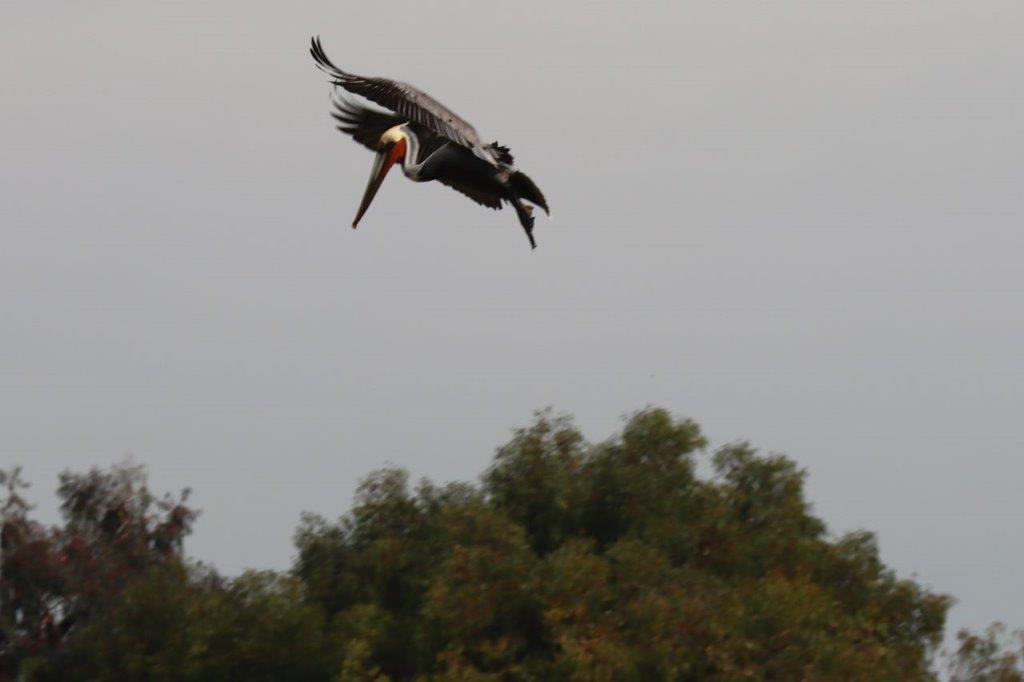 A pelican flying over trees

Description automatically generated