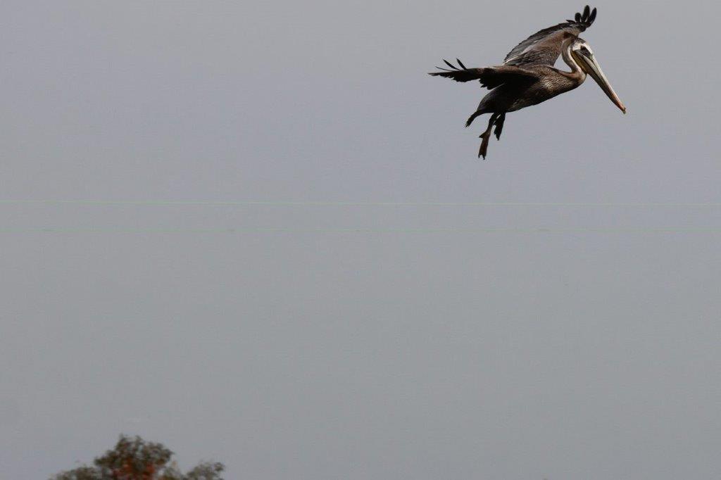 A bird flying in the sky

Description automatically generated