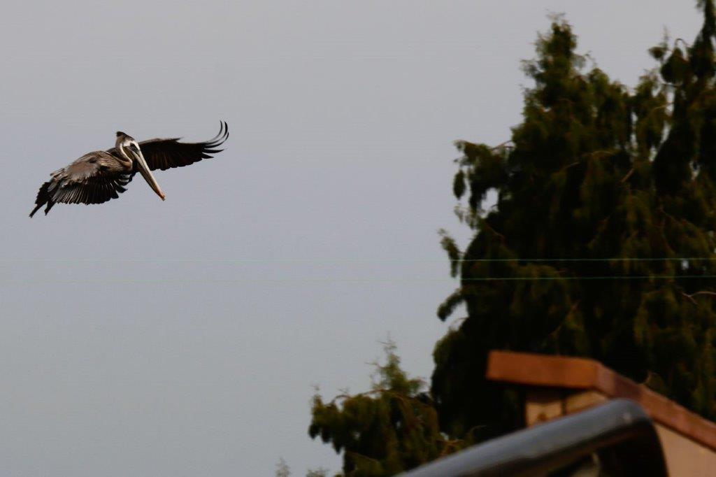 A bird flying in the sky

Description automatically generated