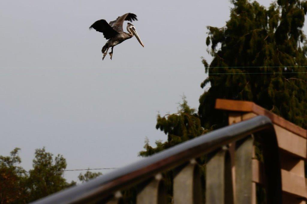 A bird flying over a railing

Description automatically generated