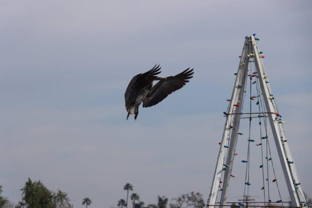 A bird flying in the sky

Description automatically generated
