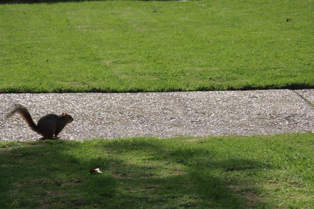 A squirrel standing on a sidewalk

Description automatically generated