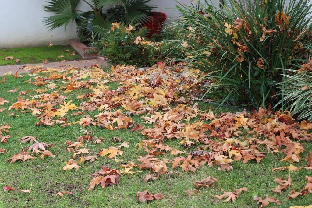 A pile of leaves on the ground

Description automatically generated