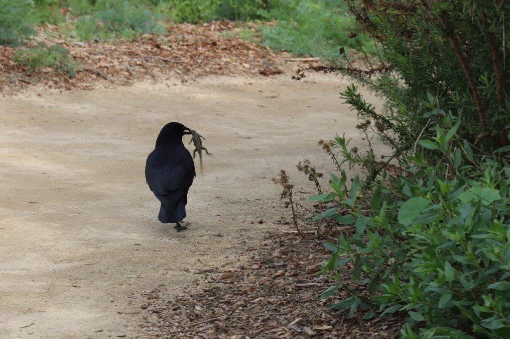A bird carrying a frog in its mouth

Description automatically generated