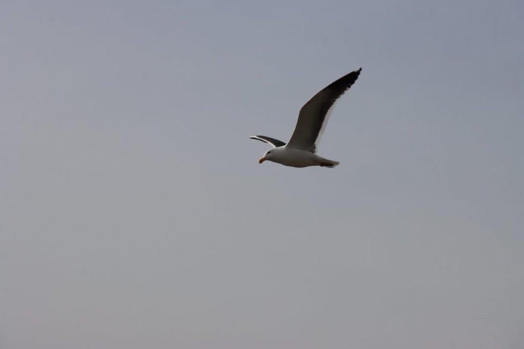 A bird flying in the sky

Description automatically generated