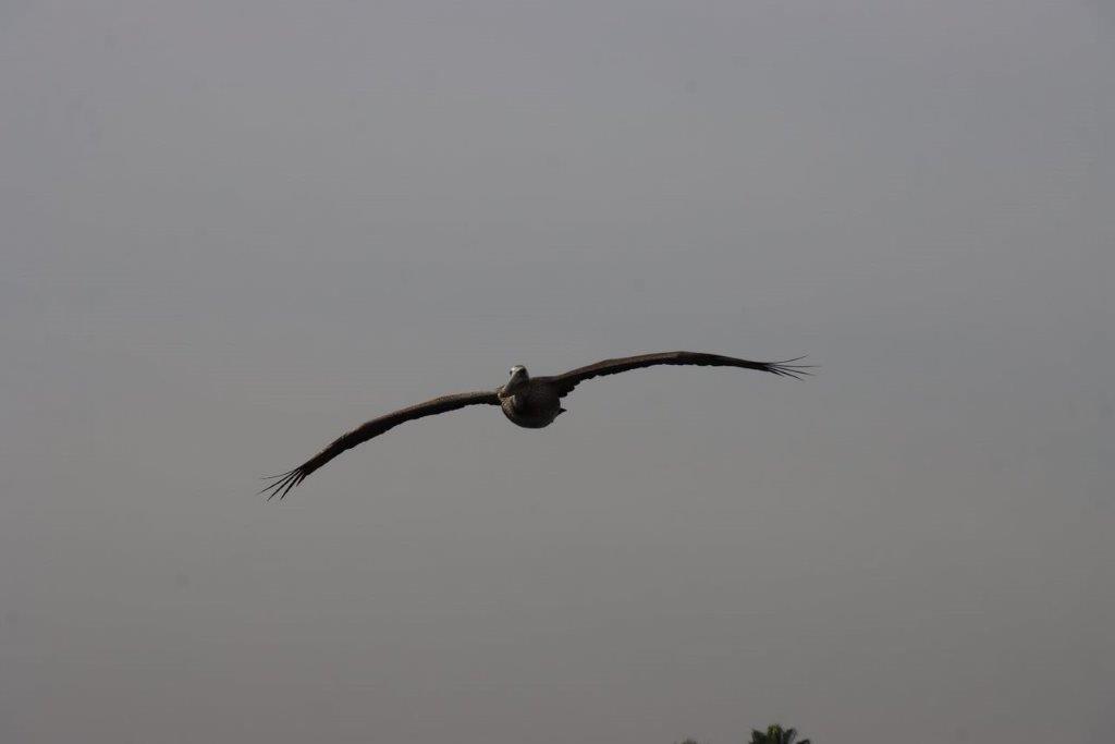 A bird flying in the sky

Description automatically generated