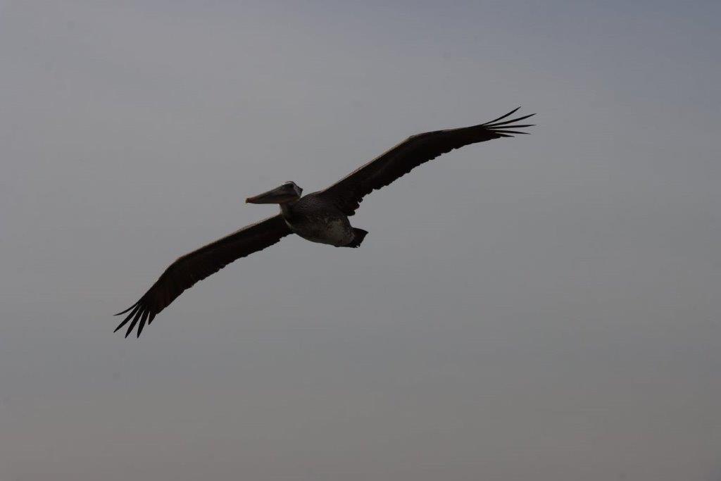 A bird flying in the sky

Description automatically generated