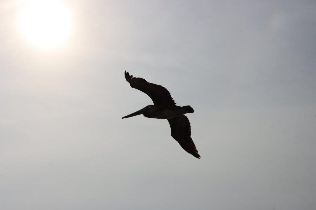 A bird flying in the sky

Description automatically generated