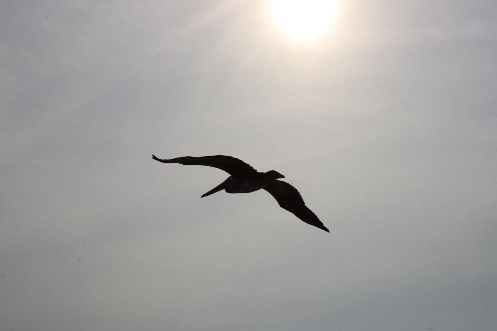A bird flying in the sky

Description automatically generated