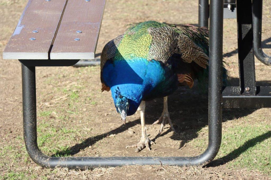 A peacock standing on the ground

Description automatically generated