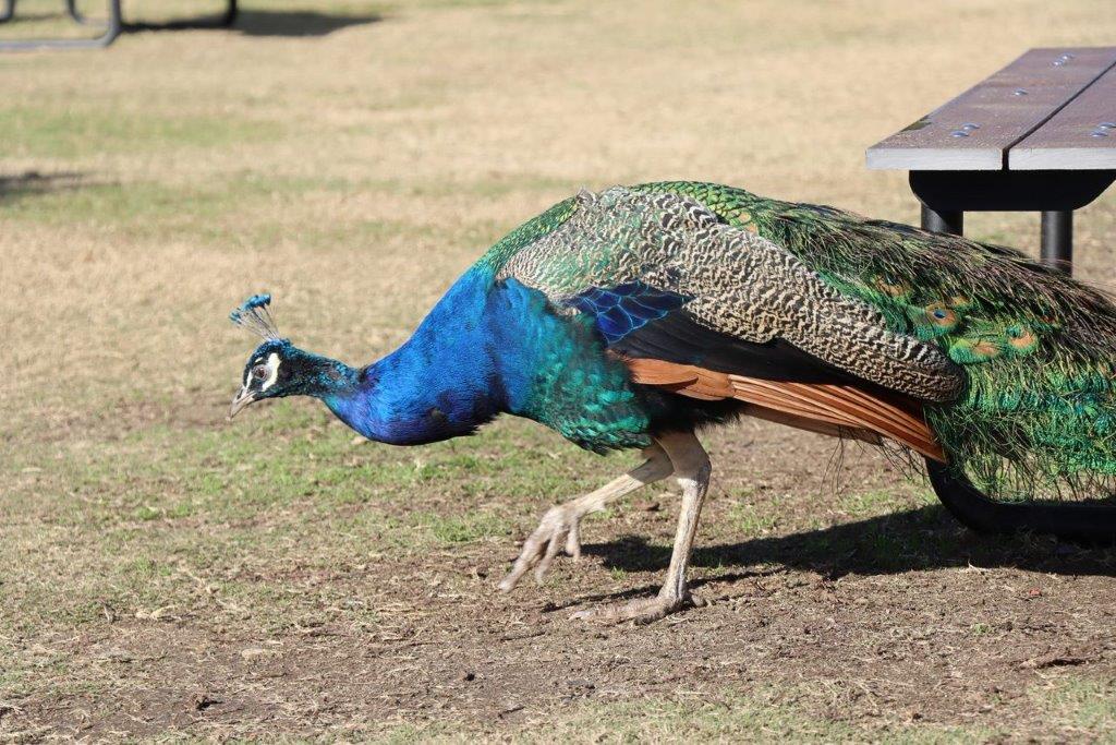 A peacock walking on the ground

Description automatically generated