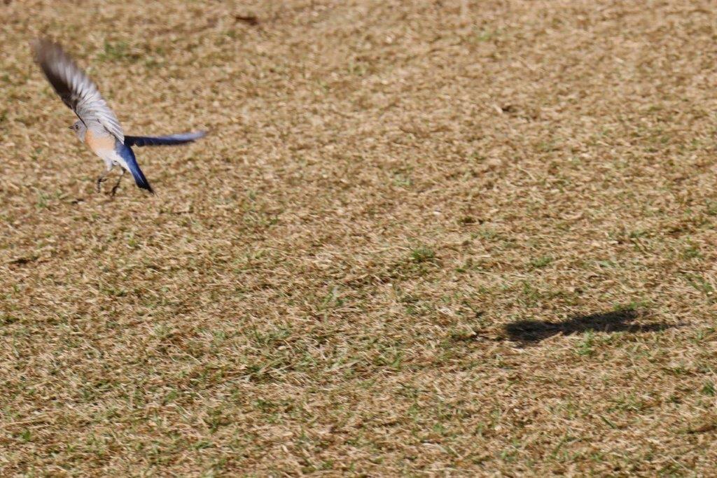 A bird flying over a field

Description automatically generated