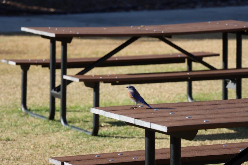 A bird standing on a picnic table

Description automatically generated