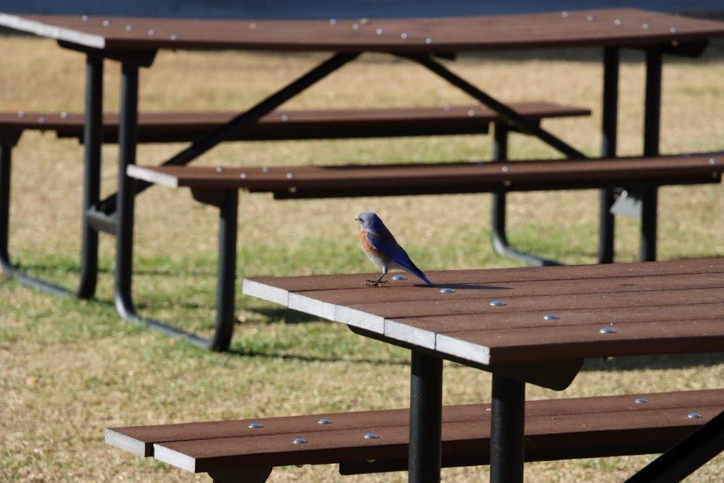 A bird standing on a picnic table

Description automatically generated