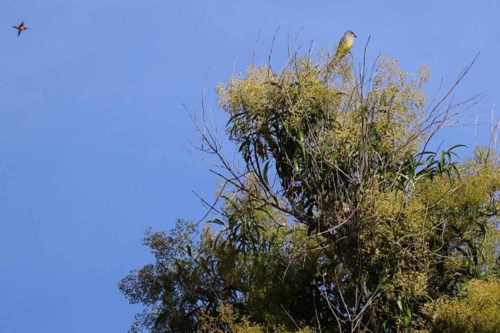 A bird perched on a tree

Description automatically generated
