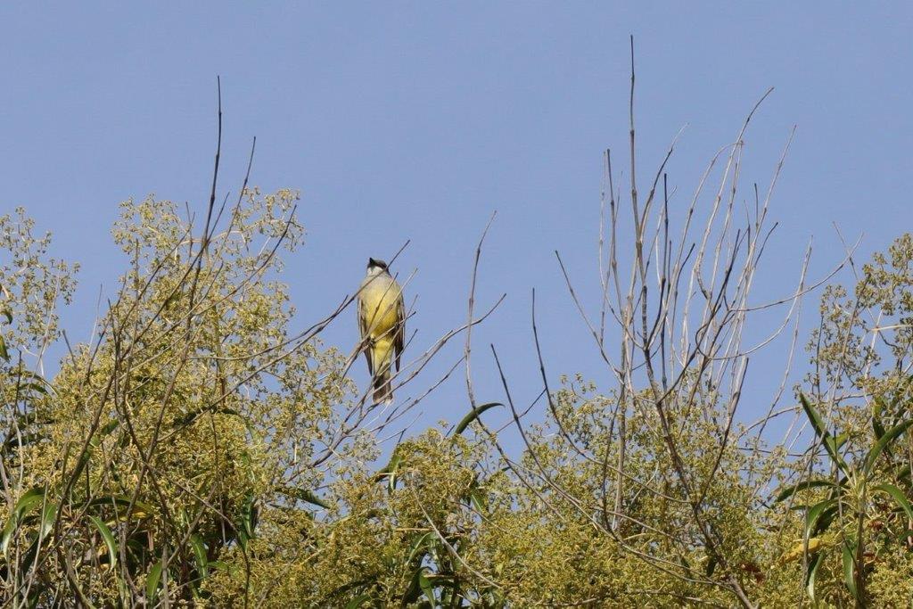 A bird sitting on a tree branch

Description automatically generated