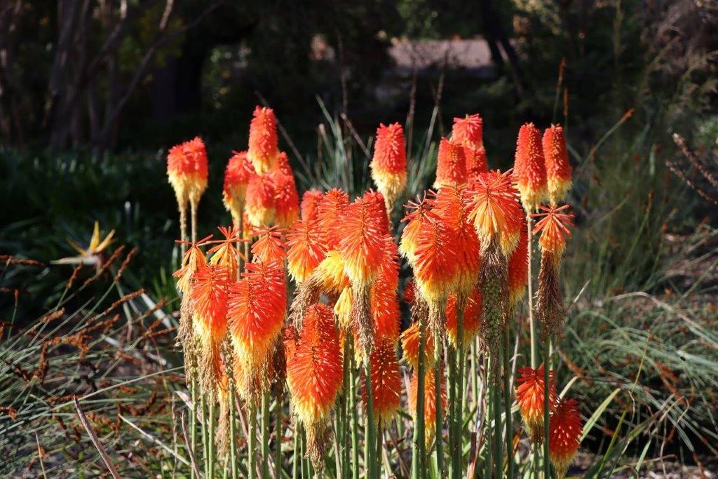 A group of orange flowers

Description automatically generated