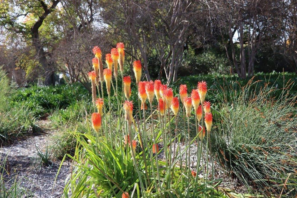 A close-up of a flower

Description automatically generated