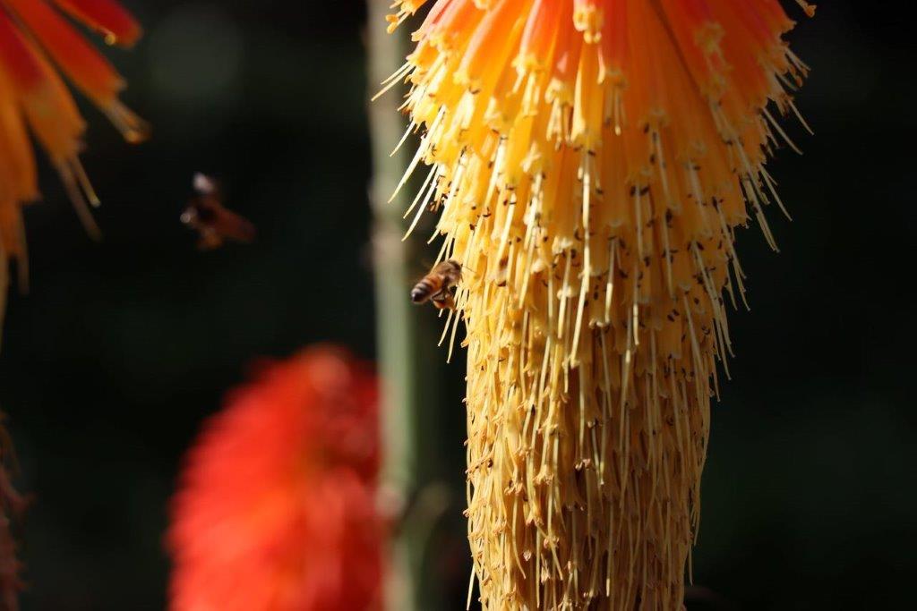 A close-up of a flower

Description automatically generated