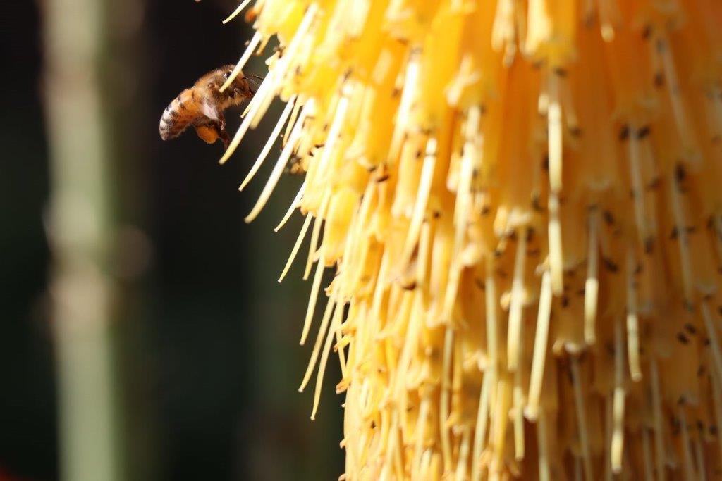 A bee on a yellow plant

Description automatically generated