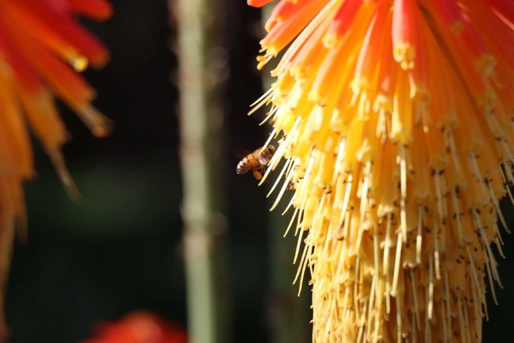 A bee on a flower

Description automatically generated