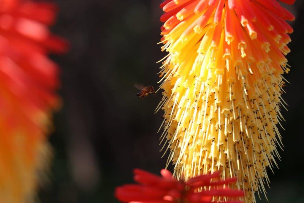 A bee flying over a flower

Description automatically generated