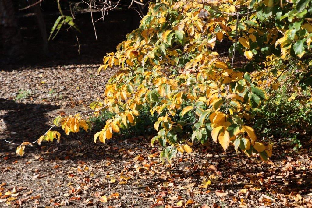 A tree with yellow leaves

Description automatically generated