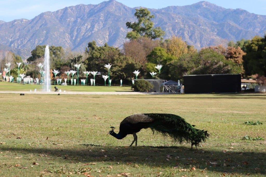 A peacock in a park

Description automatically generated